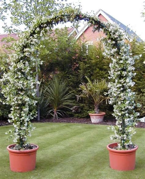 Star Jasmine | Trachelospermum jasminoides (3 Litre)
