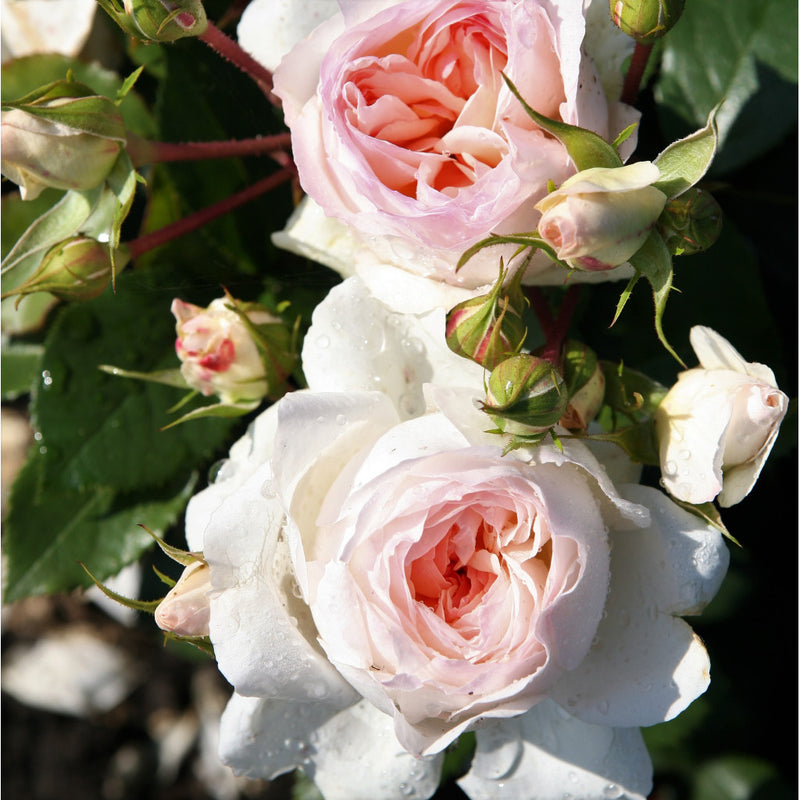 Stephanie Baron zu Guttenberg Standard Rose 12 Litre