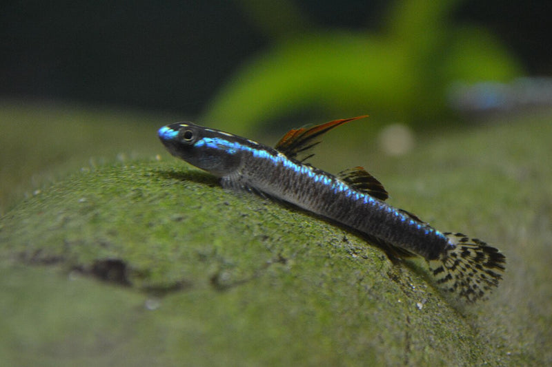 Stiphodon Goby | Stiphodon sp. undio blue 3-6cm