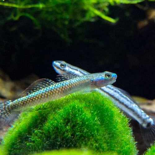 Stiphodon Goby | Stiphodon sp. undio blue 3-6cm