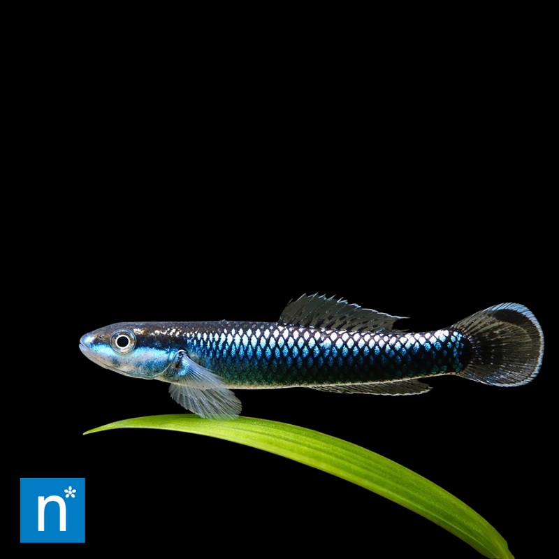 Stiphodon Goby | Stiphodon sp.