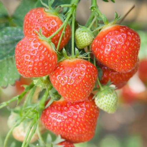 Strawberry 'Elsanta' (6 Pack)