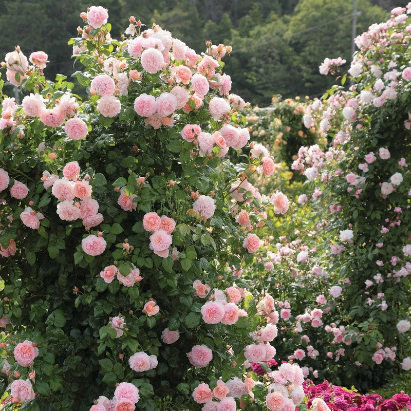 Strawberry Hill David Austin Fragrant Climbing Rose 6 Litre