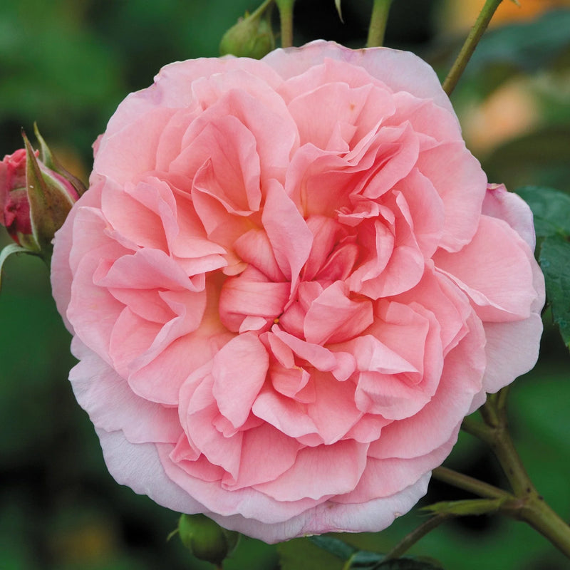 Strawberry Hill David Austin Fragrant Climbing Rose 6 Litre