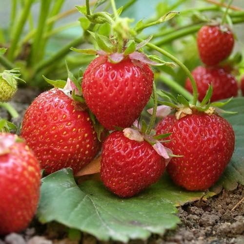 Strawberry 'Elsanta' (6 Pack)