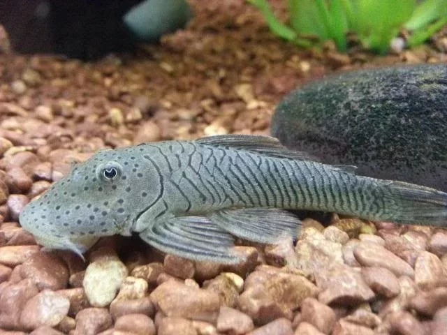 Striped Bulldog Pleco 2-3"