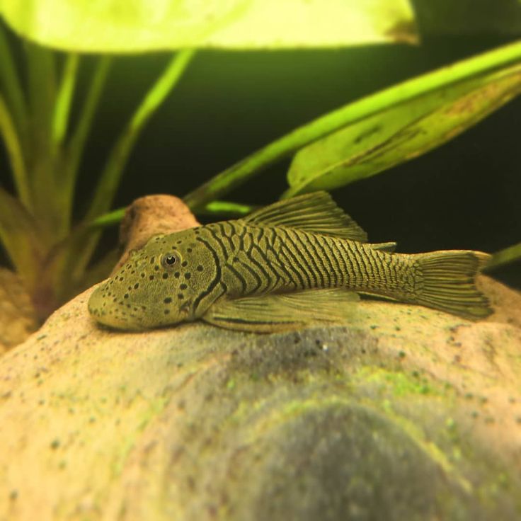 Striped Bulldog Pleco 2-3"