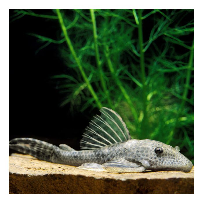Striped Bulldog Pleco 2-3"
