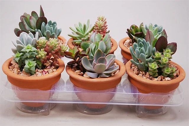 Succulent mix terracotta Pot 13cm