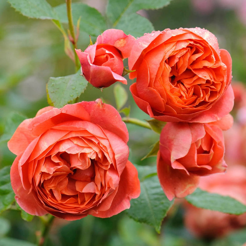 Summer Song David Austin Fragrant Rose 6 Litre