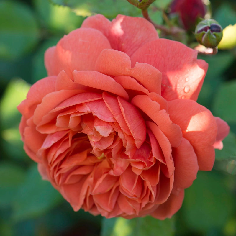 Summer Song David Austin Fragrant Rose 6 Litre