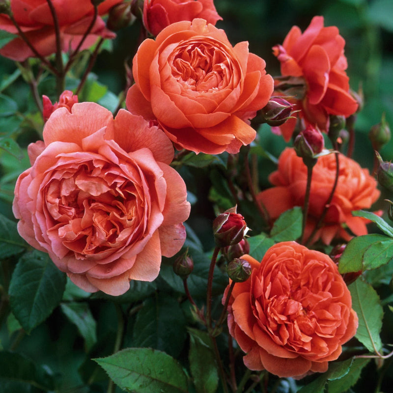 Summer Song David Austin Fragrant Rose 6 Litre