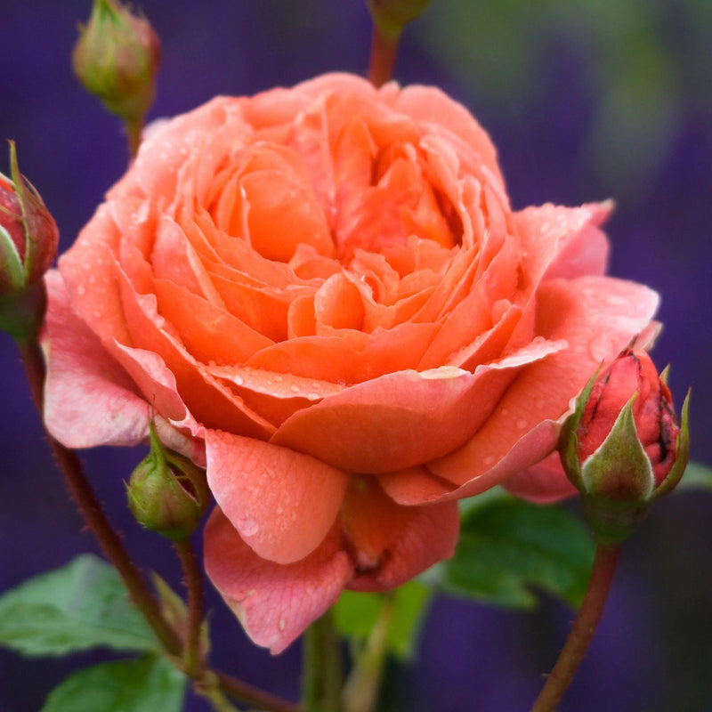 Summer Song David Austin Fragrant Rose 6 Litre