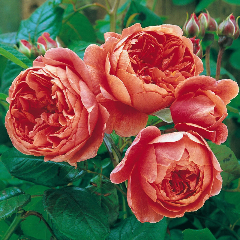 Summer Song David Austin Fragrant Rose 6 Litre