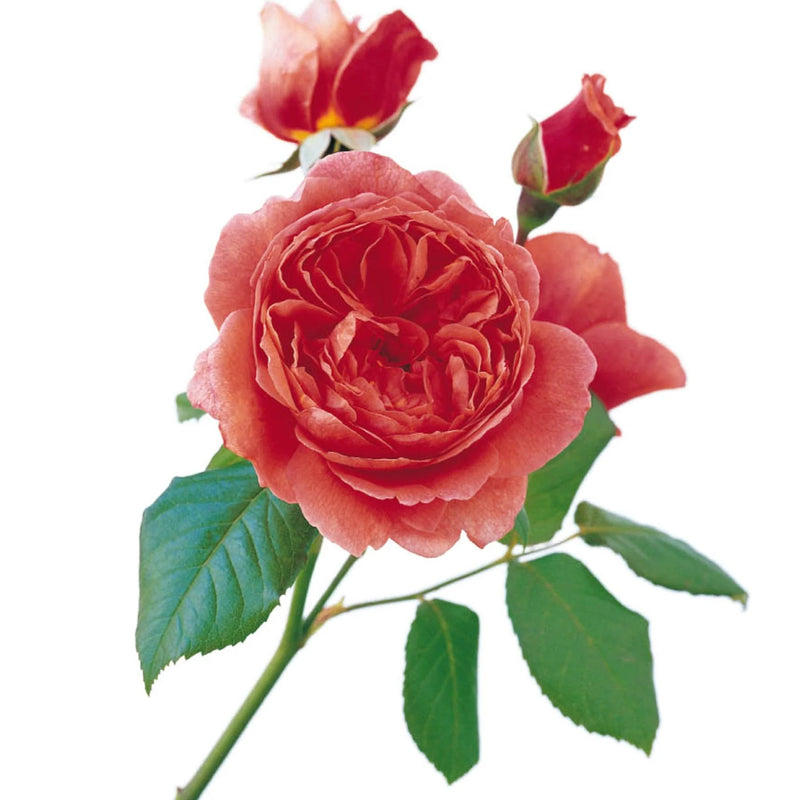 Summer Song David Austin Fragrant Rose 6 Litre