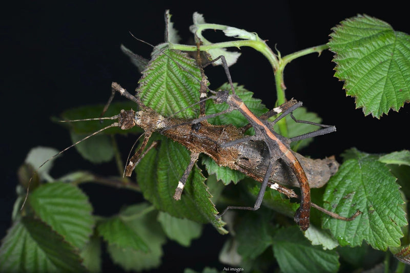 Sunny Stick Insect (Sungaya inexpectata)