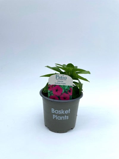 Surfinia Purple 10cm