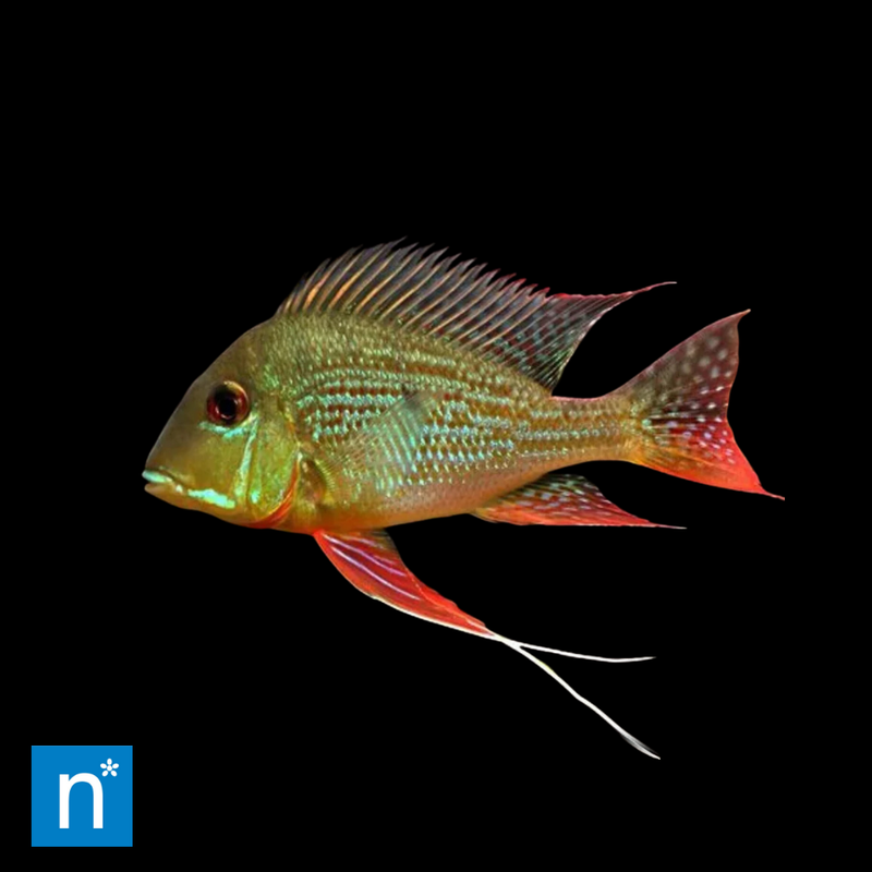 Surinam Eartheater | Geophagus surinamensis