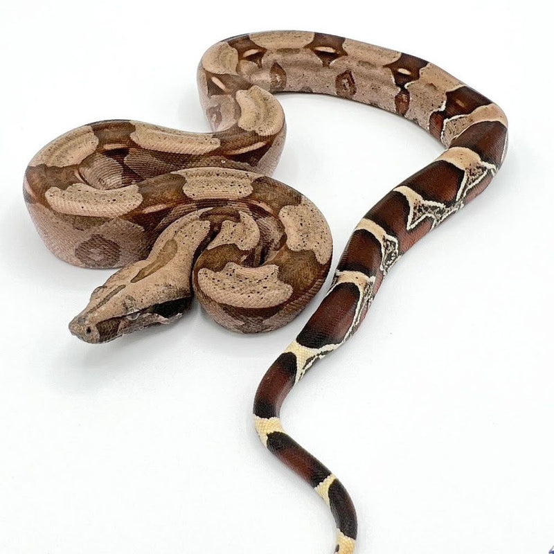 Suriname Red Tail boa