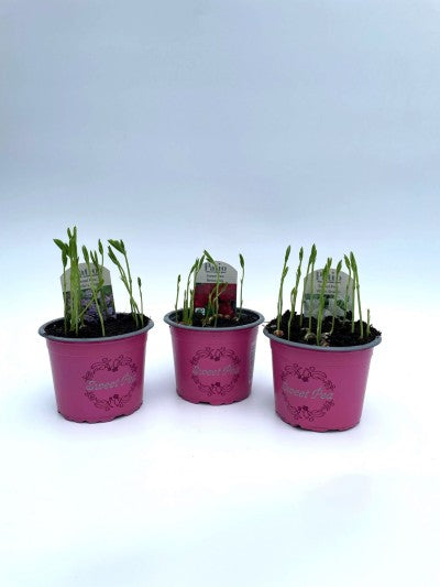 Sweet Pea bedding mix 10.5cm Pot