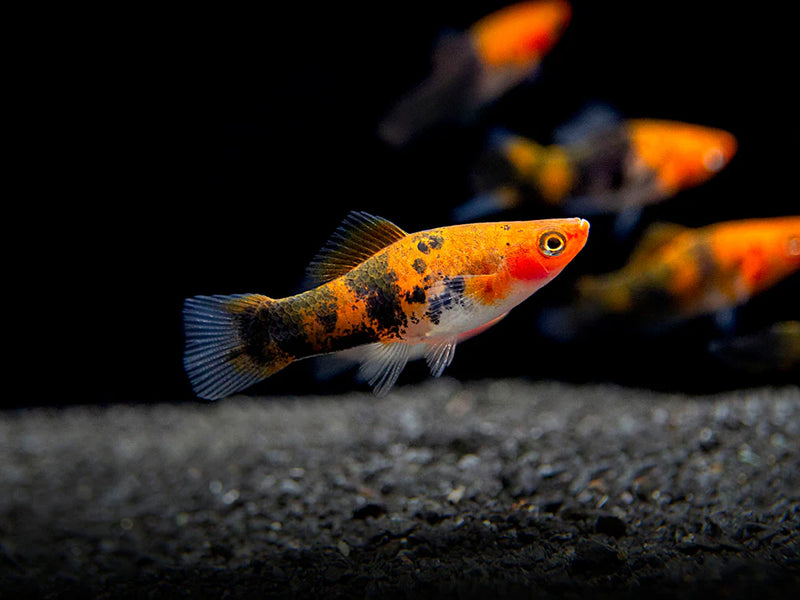 Swordtail Koi Sanke