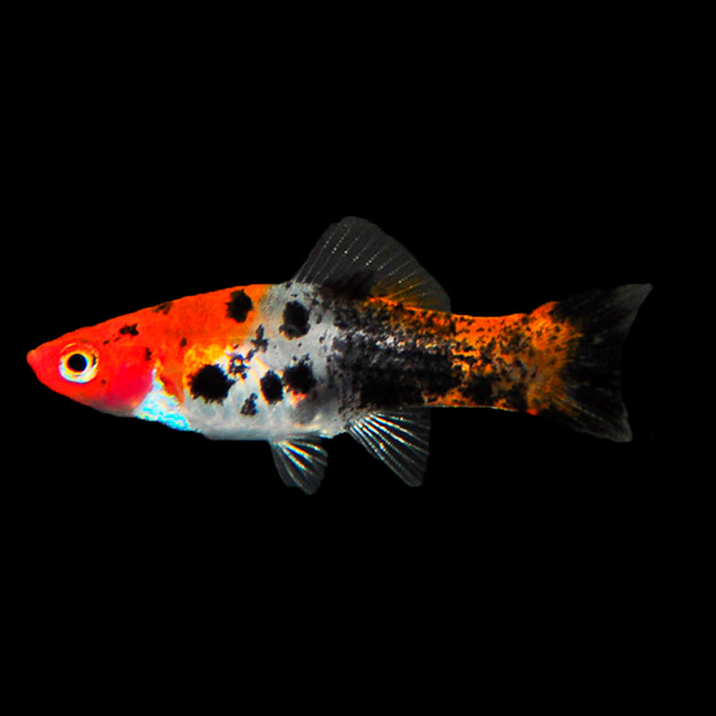 Swordtail Koi Sanke