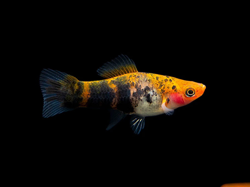 Swordtail Koi Sanke