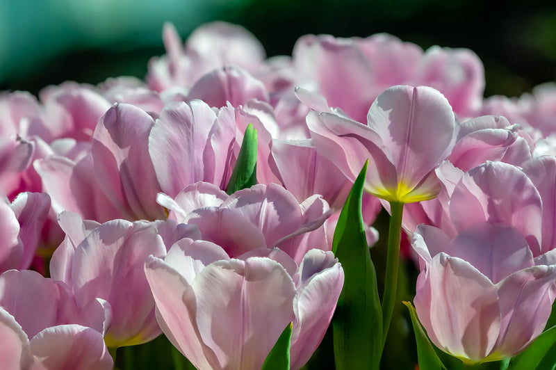 Tulip 'Synaeda Amor' (8 Pack)