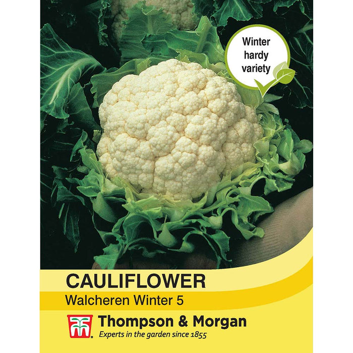 Cauliflower 'Walcheren Winter Pilgrim' 5