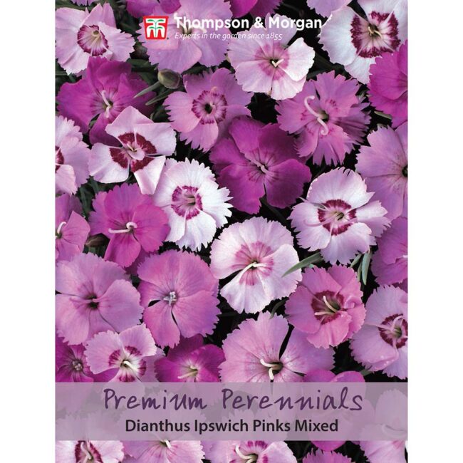 Dianthus Ipswich Pinks Mix