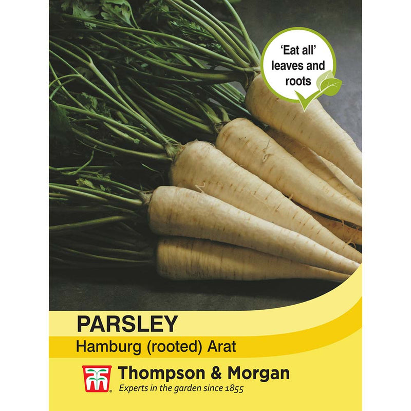 Parsley 'Hamburg Arat'