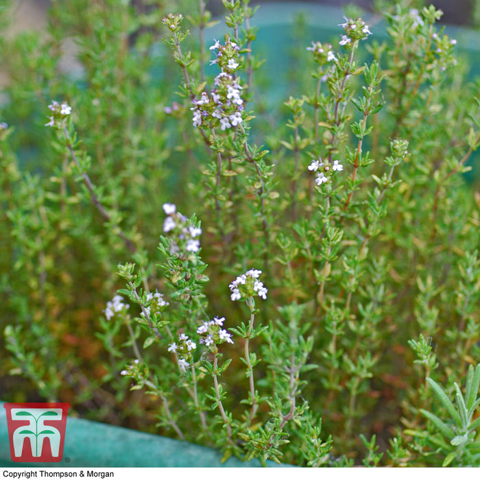 Herb Thyme 'Old English'