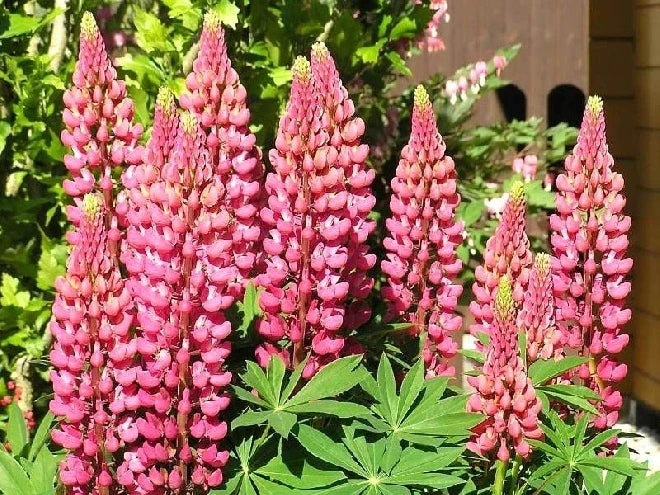 Lupin Gallery Pink 2L