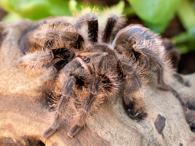 Curly Hair Tarantula | Tliltocatl ( ex. Brachypelma) albopilosus (Med)