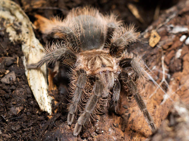 Curly Hair Tarantula | Tliltocatl ( ex. Brachypelma) albopilosus (Med)