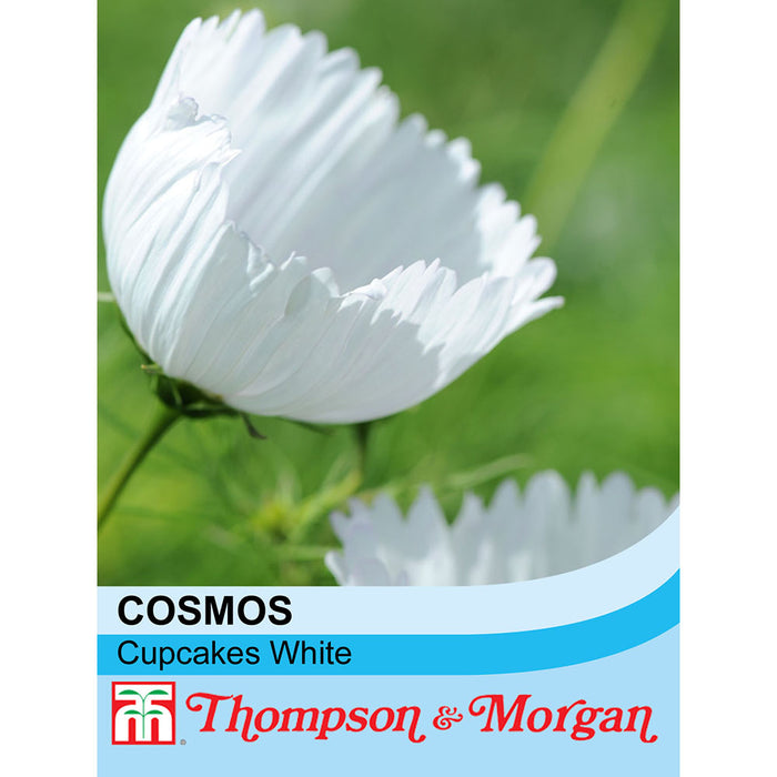 Cosmos bipinnatus 'Cupcakes White'