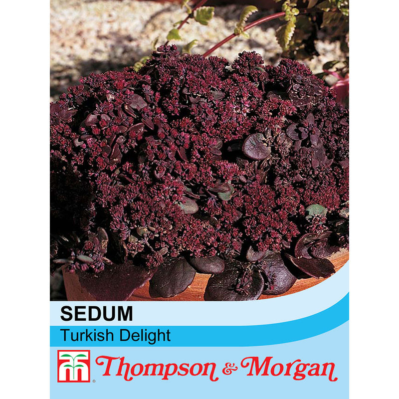 Sedum 'Turkish Delight'