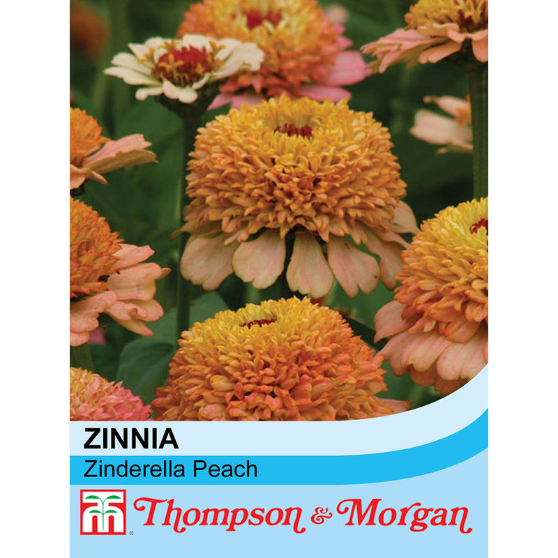 Zinnia elegans 'Zinderella Peach'