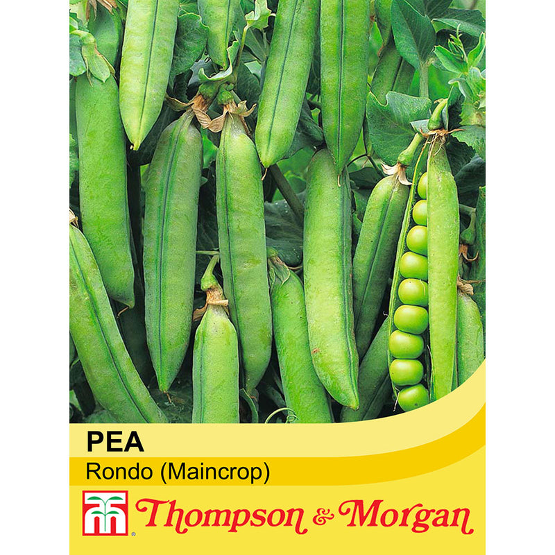 Pea 'Rondo'