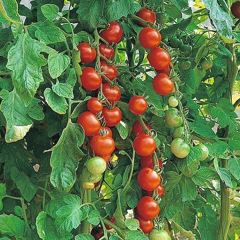 Tomato 'Gardener's Delight'