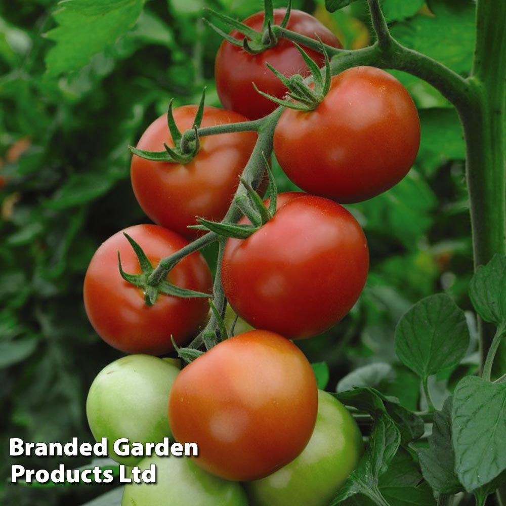 Tomato 'Moneymaker' — Newlands Garden Centre