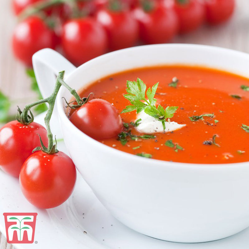 Tomato 'Sungold' F1 Hybrid