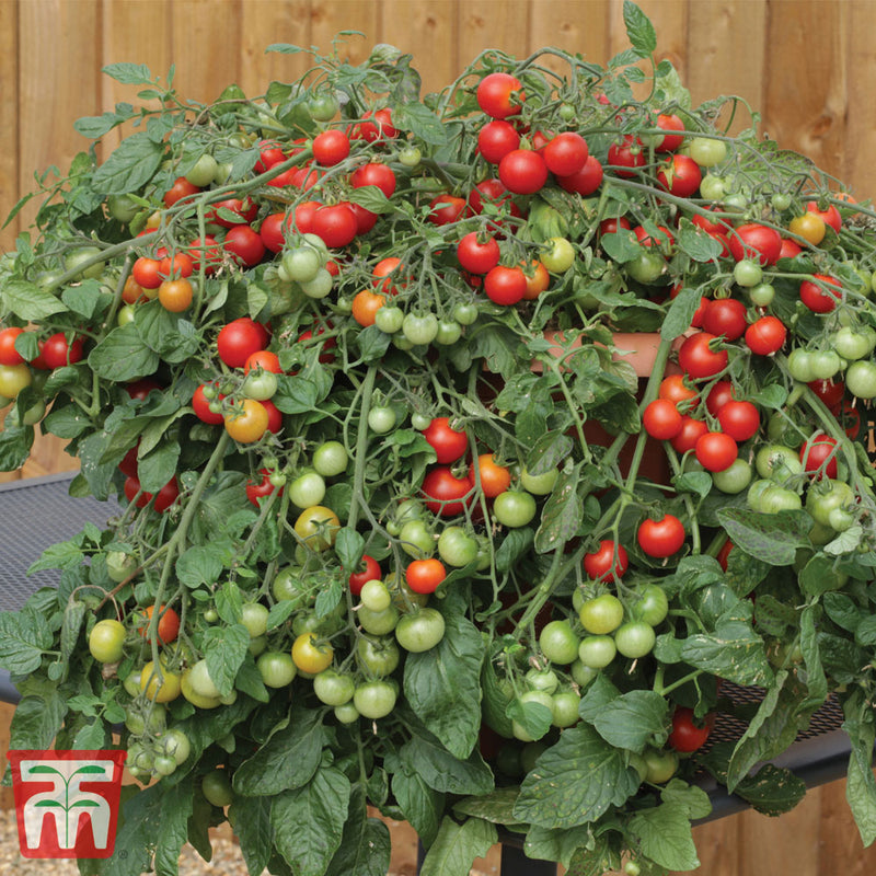 Tomato 'Red Profusion' F1