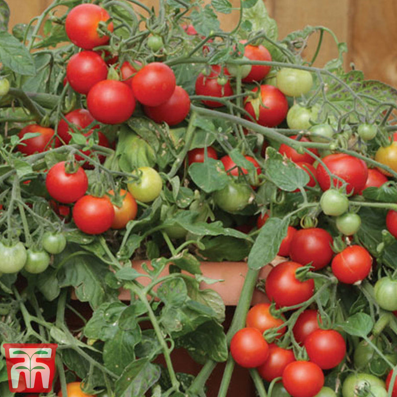 Tomato 'Red Profusion' F1