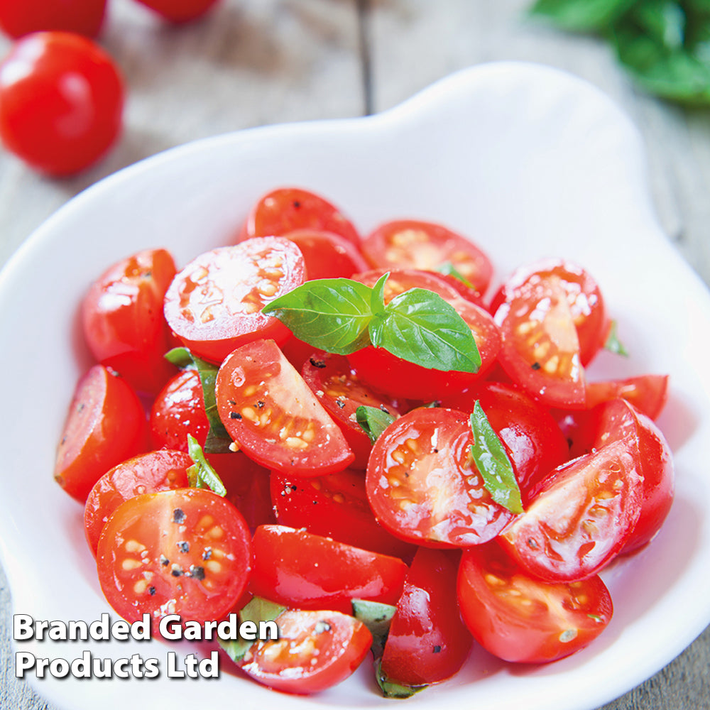 Tomato 'Bite Size' — Newlands Garden Centre