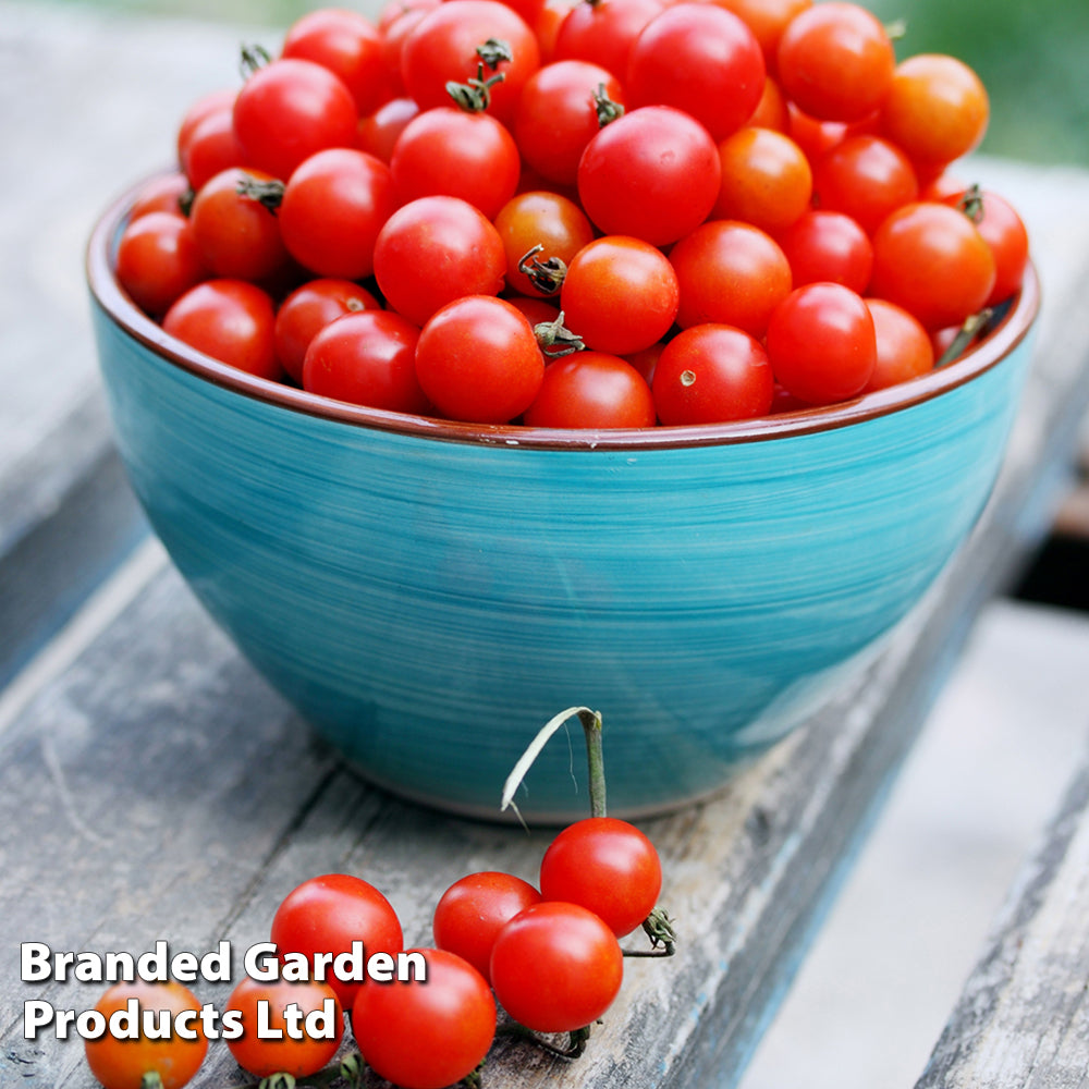【tomato】新品未使用TENDERLOIN Tomato 'Bite Size' — Newlands Garden Centre