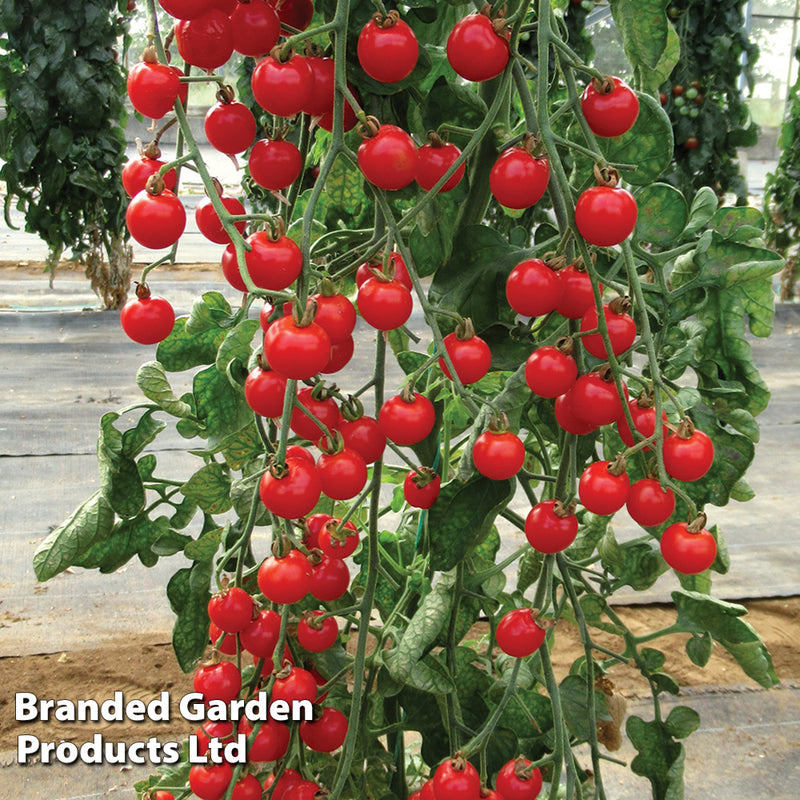 Tomato 'Bite Size'