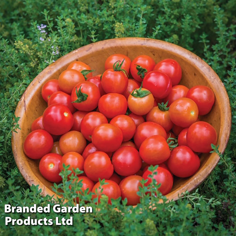 Tomato 'Consuelo' (Crimson Cherry)
