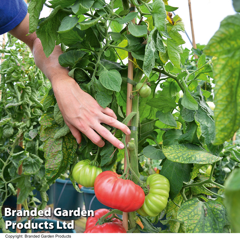 Tomato Crimson Blush Blight Resistant F1 (Rose Crush)