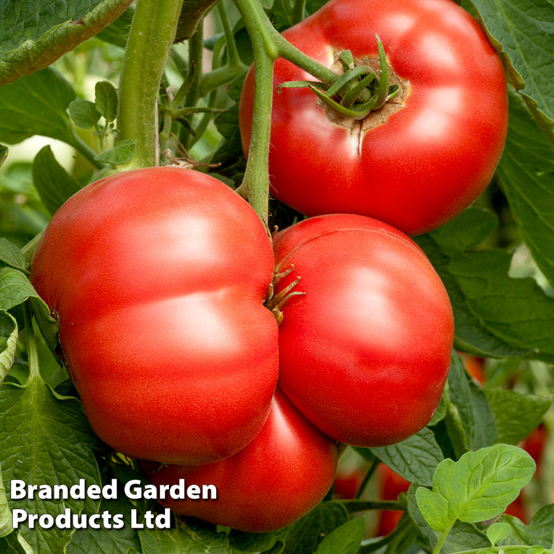 Tomato Crimson Blush Blight Resistant F1 (Rose Crush)
